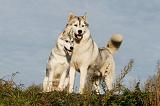 SIBERIAN HUSKY 771